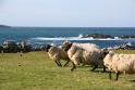 Sheep Ireland
